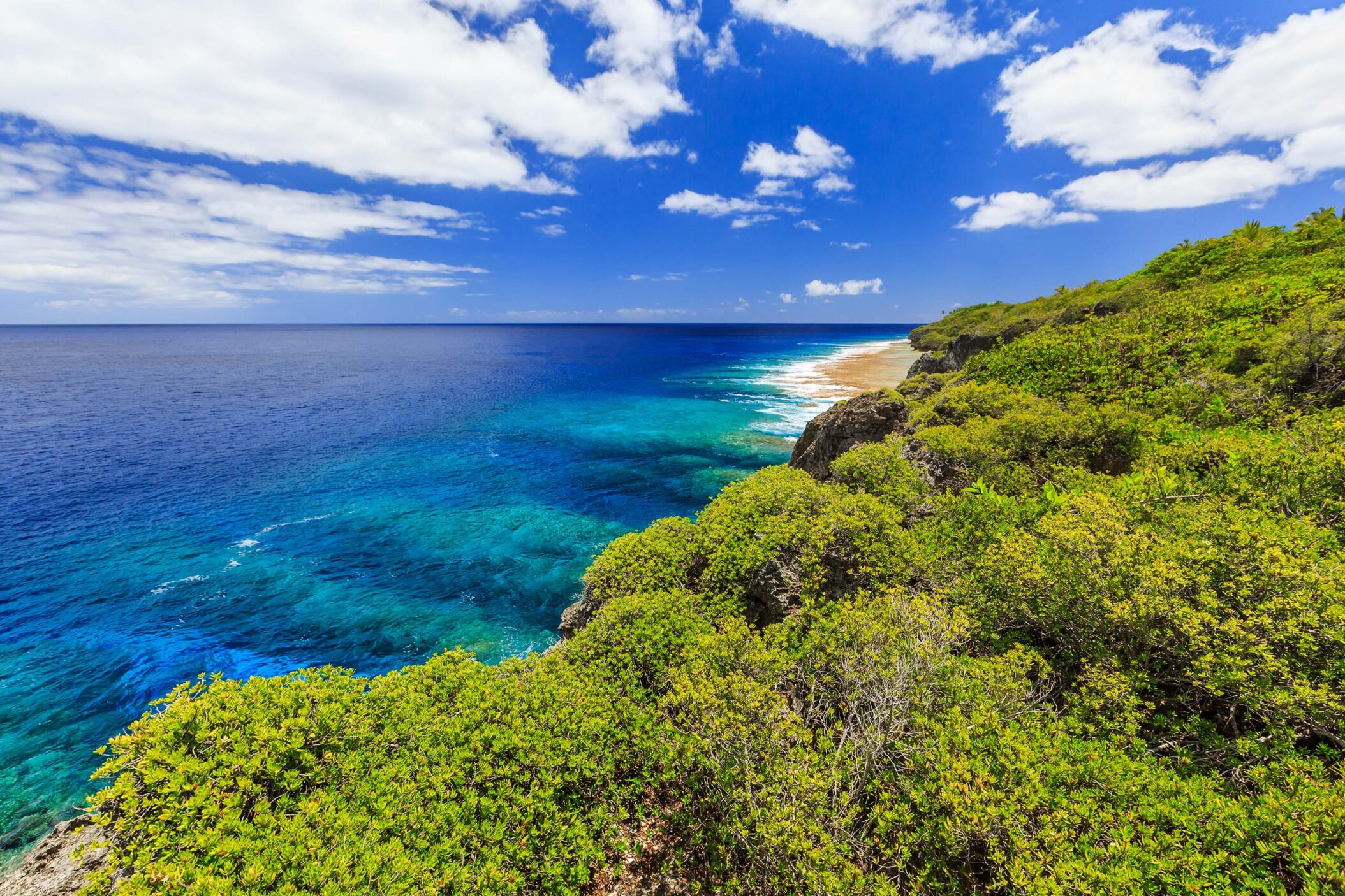 coastal image of bright blue water meeting a lush green forest